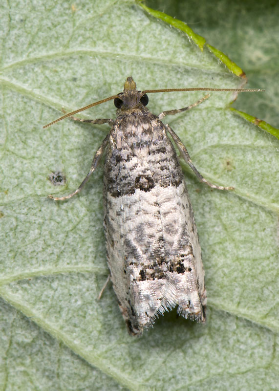 Notocelia incarnatana ?